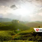Afacere 1 imagine SUNTEC TRADE SRL Shopping în Oradea BH
