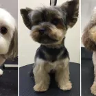 Afacere 1 imagine TRENDY PETS Servicii profesionale în Otopeni IF