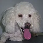 Afacere 4 imagine YORY VET TEAM SRL Veterinari şi clinici veterinare în Bucureşti