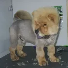 Afacere 5 imagine YORY VET TEAM SRL Veterinari şi clinici veterinare în Bucureşti