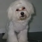 Afacere 6 imagine YORY VET TEAM SRL Veterinari şi clinici veterinare în Bucureşti