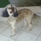 Afacere 7 imagine YORY VET TEAM SRL Veterinari şi clinici veterinare în Bucureşti