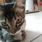 Afacere 8 imagine YORY VET TEAM SRL Veterinari şi clinici veterinare în Bucureşti