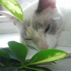 Afacere 9 imagine YORY VET TEAM SRL Veterinari şi clinici veterinare în Bucureşti