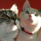 Afacere 10 imagine YORY VET TEAM SRL Veterinari şi clinici veterinare în Bucureşti