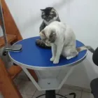 Afacere 14 imagine YORY VET TEAM SRL Veterinari şi clinici veterinare în Bucureşti