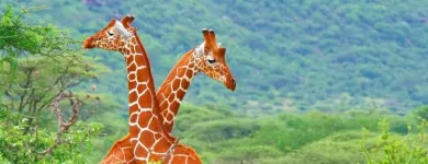 Afacere 2 imagine ALLTUR SRL Turism şi Agrement în Bucureşti