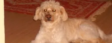 Afacere 1 imagine ALTI PET SALON în Piteşti AG