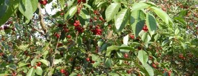 Afacere 17 imagine CASA MOLDOVEANA Turism şi Agrement în Piatra-Neamţ NT