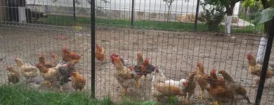 Afacere 18 imagine CASA MOLDOVEANA Turism şi Agrement în Piatra-Neamţ NT