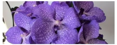 Afacere 1 imagine FLORARIE ONLINE - THE SECRET GARDEN Shopping în Bucureşti