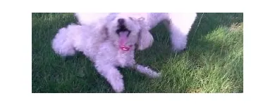 Afacere 1 imagine PENSIUNE CANINA SI FELINA, PISICILE ARISTROCATE ORADEA Servicii profesionale în Oradea BH