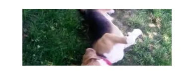 Afacere 4 imagine PENSIUNE CANINA SI FELINA, PISICILE ARISTROCATE ORADEA Servicii profesionale în Oradea BH