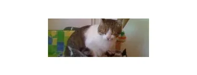 Afacere 7 imagine PENSIUNE CANINA SI FELINA, PISICILE ARISTROCATE ORADEA Servicii profesionale în Oradea BH