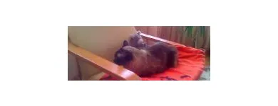 Afacere 8 imagine PENSIUNE CANINA SI FELINA, PISICILE ARISTROCATE ORADEA Servicii profesionale în Oradea BH