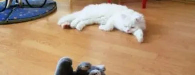 Afacere 9 imagine PENSIUNE CANINA SI FELINA, PISICILE ARISTROCATE ORADEA Servicii profesionale în Oradea BH