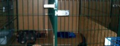 Afacere 10 imagine PENSIUNE CANINA SI FELINA, PISICILE ARISTROCATE ORADEA Servicii profesionale în Oradea BH