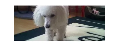 Afacere 11 imagine PENSIUNE CANINA SI FELINA, PISICILE ARISTROCATE ORADEA Servicii profesionale în Oradea BH