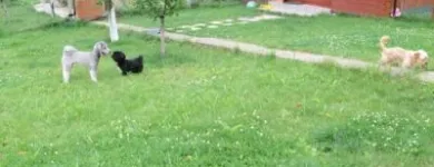 Afacere 12 imagine PENSIUNE CANINA SI FELINA, PISICILE ARISTROCATE ORADEA Servicii profesionale în Oradea BH