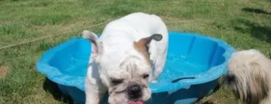 Afacere 13 imagine PENSIUNE CANINA SI FELINA, PISICILE ARISTROCATE ORADEA Servicii profesionale în Oradea BH