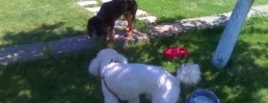 Afacere 14 imagine PENSIUNE CANINA SI FELINA, PISICILE ARISTROCATE ORADEA Servicii profesionale în Oradea BH