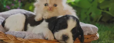 Afacere 1 imagine SC BOGDAN CONSTRUCT IMOB SRL Transport în Bucureşti