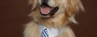 Afacere 2 imagine SC BOGDAN CONSTRUCT IMOB SRL Transport în Bucureşti