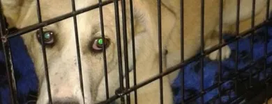 Afacere 3 imagine SC BOGDAN CONSTRUCT IMOB SRL Transport în Bucureşti