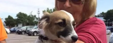 Afacere 7 imagine SC BOGDAN CONSTRUCT IMOB SRL Transport în Bucureşti