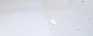 Afacere 5 imagine SC CONSENG ENTERPRISE SRL Spălătorii, curăţătorii şi vopsitorii de îmbrăcăminte şi textile în Constanţa