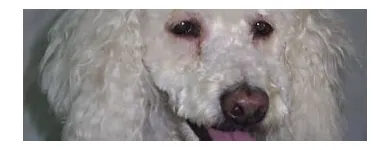 Afacere 4 imagine YORY VET TEAM SRL Veterinari şi clinici veterinare în Bucureşti
