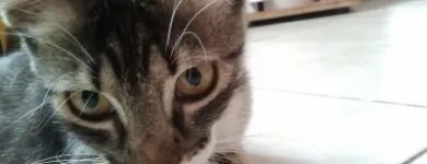 Afacere 8 imagine YORY VET TEAM SRL Veterinari şi clinici veterinare în Bucureşti