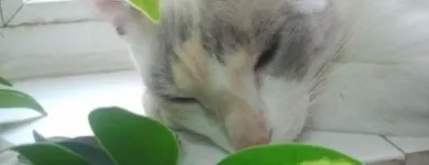 Afacere 9 imagine YORY VET TEAM SRL Veterinari şi clinici veterinare în Bucureşti