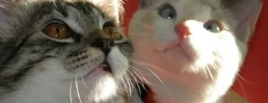 Afacere 10 imagine YORY VET TEAM SRL Veterinari şi clinici veterinare în Bucureşti