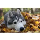 CABINET VETERINAR MAJOR-VET 09 - SLATINA, JUDETUL OLT Veterinari şi clinici veterinare în Slatina OT