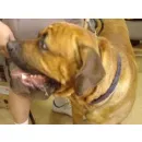 CABINET VETERINAR DR. LAURENTIU ISPAS Veterinari şi clinici veterinare în Ploieşti PH
