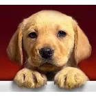 S.C BELLA DOG PROTECT S.R.L