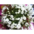 GRIGORE ANTONELA - TRADUCATOR AUTORIZAT ENGLEZA