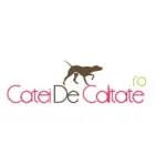 BEAGLE CATEI DE CALITATE